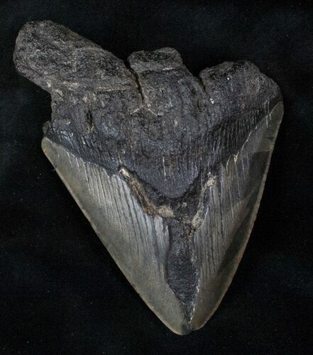Bargain Fossil Megalodon Tooth #13074
